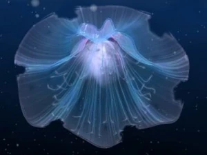 animated jellyfish 3D Model