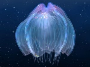 animated jellyfish Modelo 3D