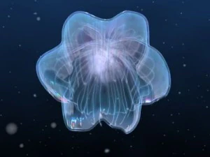 animated jellyfish 3D Model