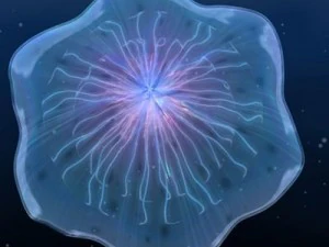 animated jellyfish 3D Model