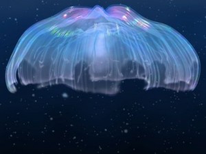 animated jellyfish Modelo 3D