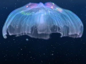 animated jellyfish 3D Model