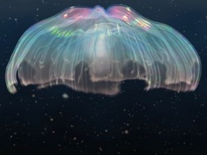 animated jellyfish Modelo 3D