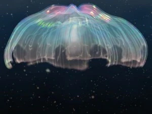 animated jellyfish 3D Model