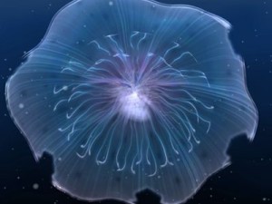 animated jellyfish Modelo 3D