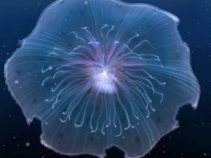 animated jellyfish 3D Model