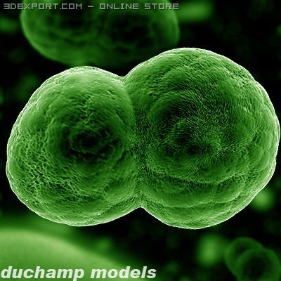 dividing cell ovule 3D Modell .c4d .max .obj .3ds .fbx .stl .blend