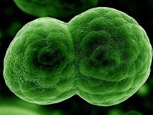 分裂细胞胚珠 3D 模型