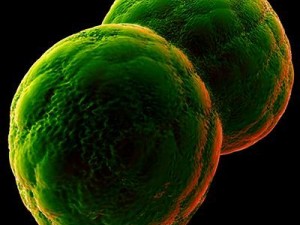 dividing cell   ovule 3D Modell