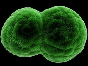 dividing cell   ovule 3D Model