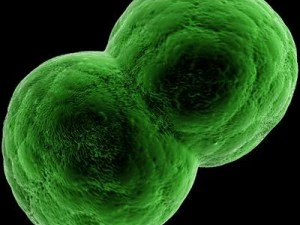 dividing cell   ovule 3D Model
