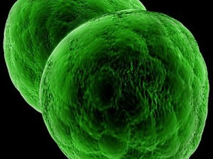 dividing cell   ovule 3D Modell
