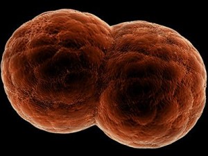 dividing cell   ovule 3D Modell