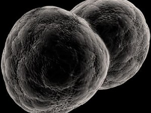 dividing cell   ovule 3D Modell