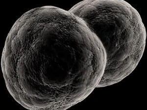 dividing cell   ovule 3D Model