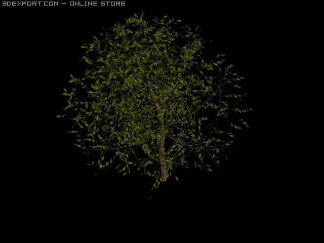 tree 3D Model .c4d .max .obj .3ds .fbx .stl .blend 