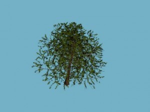 tree 3D Model