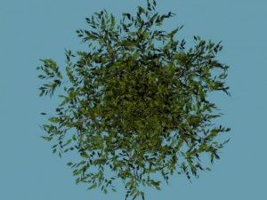 tree 3D Model