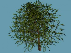 tree 3D Model