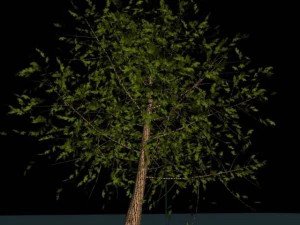 tree 3D Model