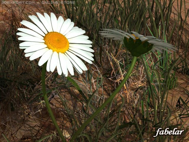 daisy 3D Модель .c4d .max .obj .3ds .fbx .stl .blend 