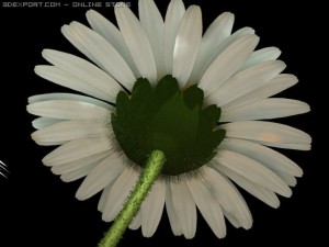 daisy 3D Модель