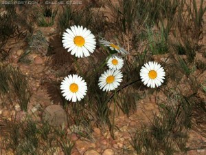 daisy 3D Модель
