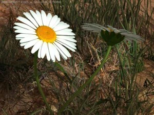 daisy std mat 3D Model