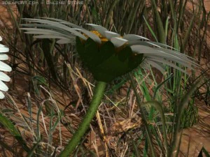 daisy std mat 3D Model