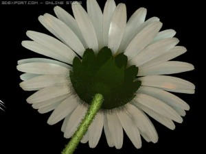 daisy std mat 3D Model