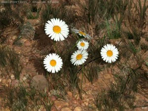 daisy std mat 3D Model
