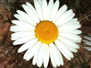 daisy std mat 3D Model