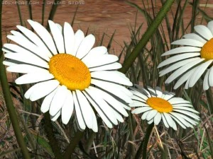 daisy std mat 3D Model
