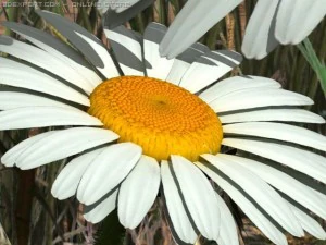 daisy std mat 3D Model