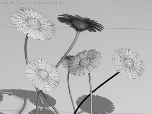 daisy std mat Modèle 3D