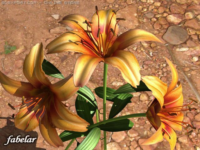 lilium davidii 3D Model .c4d .max .obj .3ds .fbx .stl .blend 