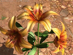 lilium davidii 3D Model