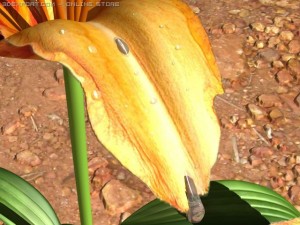 lilium davidii 3D Model