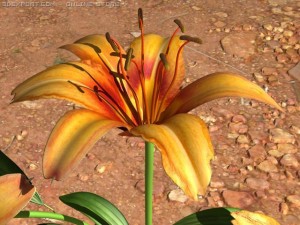 lilium davidii 3D Model