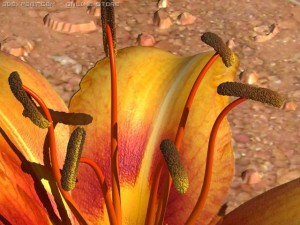 lilium davidii 3D Model
