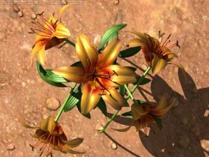 lilium davidii 3D Model