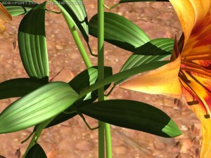 lilium davidii 3D Model