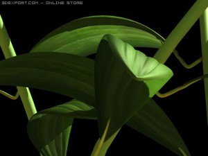 lilium davidii 3D Model