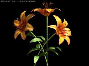 lilium davidii 3D Model
