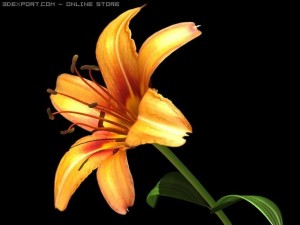 lilium davidii 3D Model