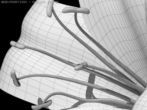 lilium davidii 3D Model