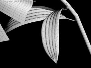 lilium davidii 3D Model