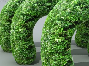 hedge 3D Model