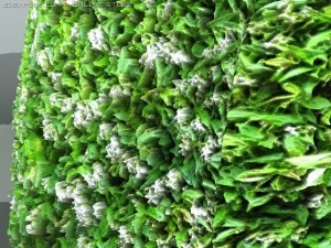 hedge 3D Model