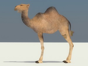 camel Modelo 3D